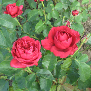 Roșu vișiniu - trandafir teahibrid